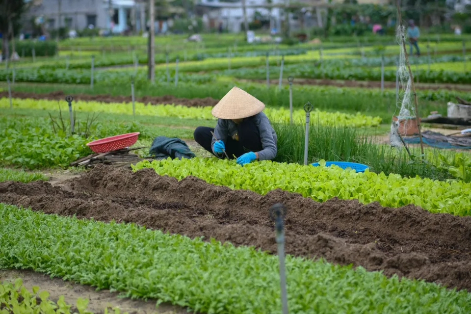 Nông sản nên thử