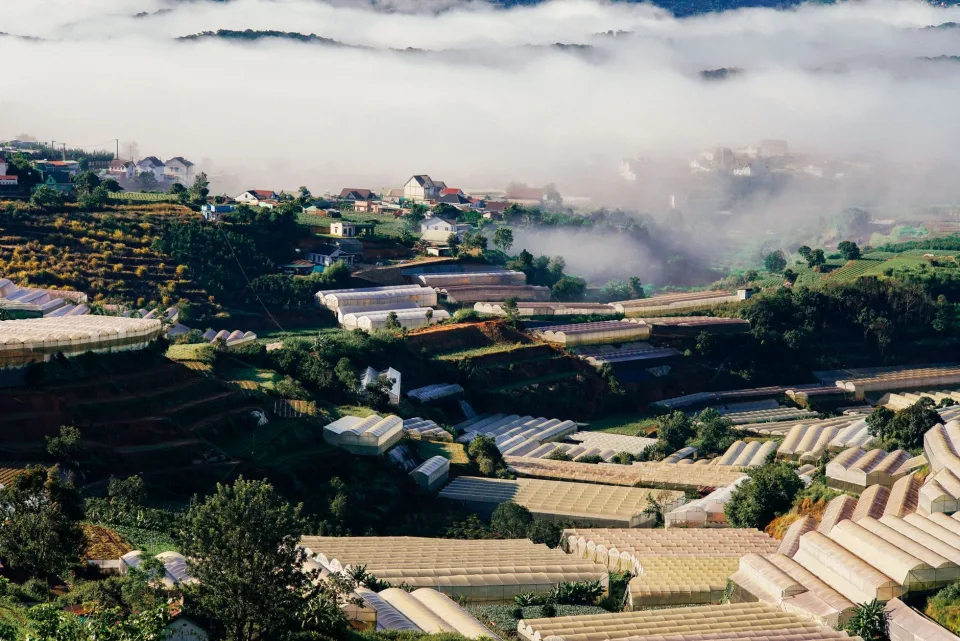 Vườn rau sau nhà